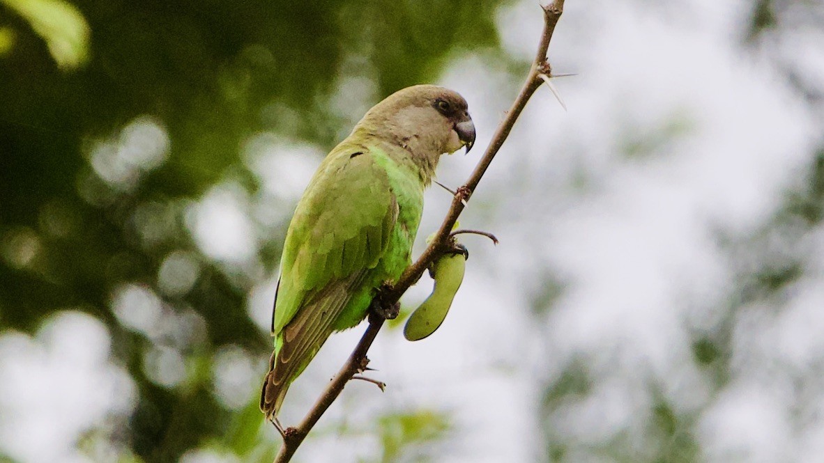 Lorito Cabecipardo - ML647570094