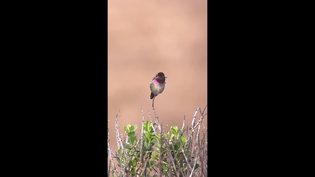 Anna's Hummingbird - ML647570098