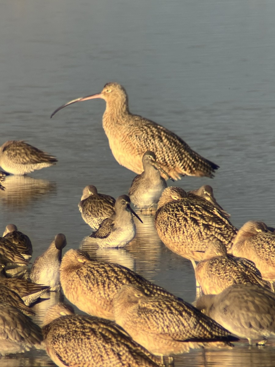 Long-billed Curlew - ML647570128