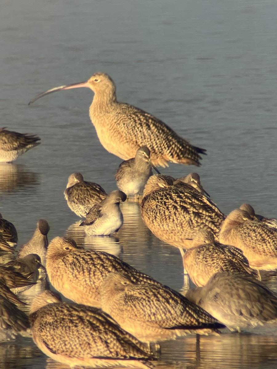 Long-billed Curlew - ML647570129