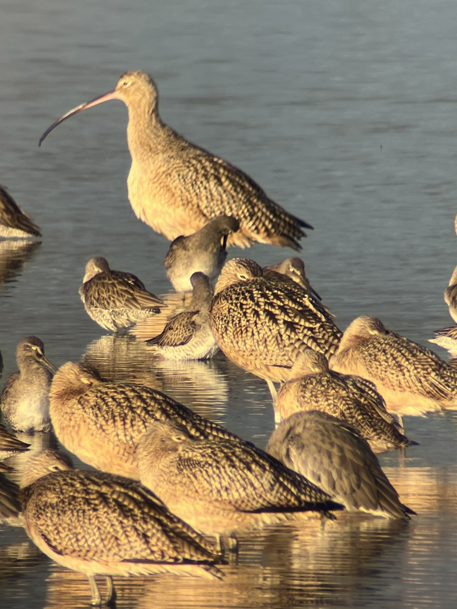 Long-billed Curlew - ML647570130