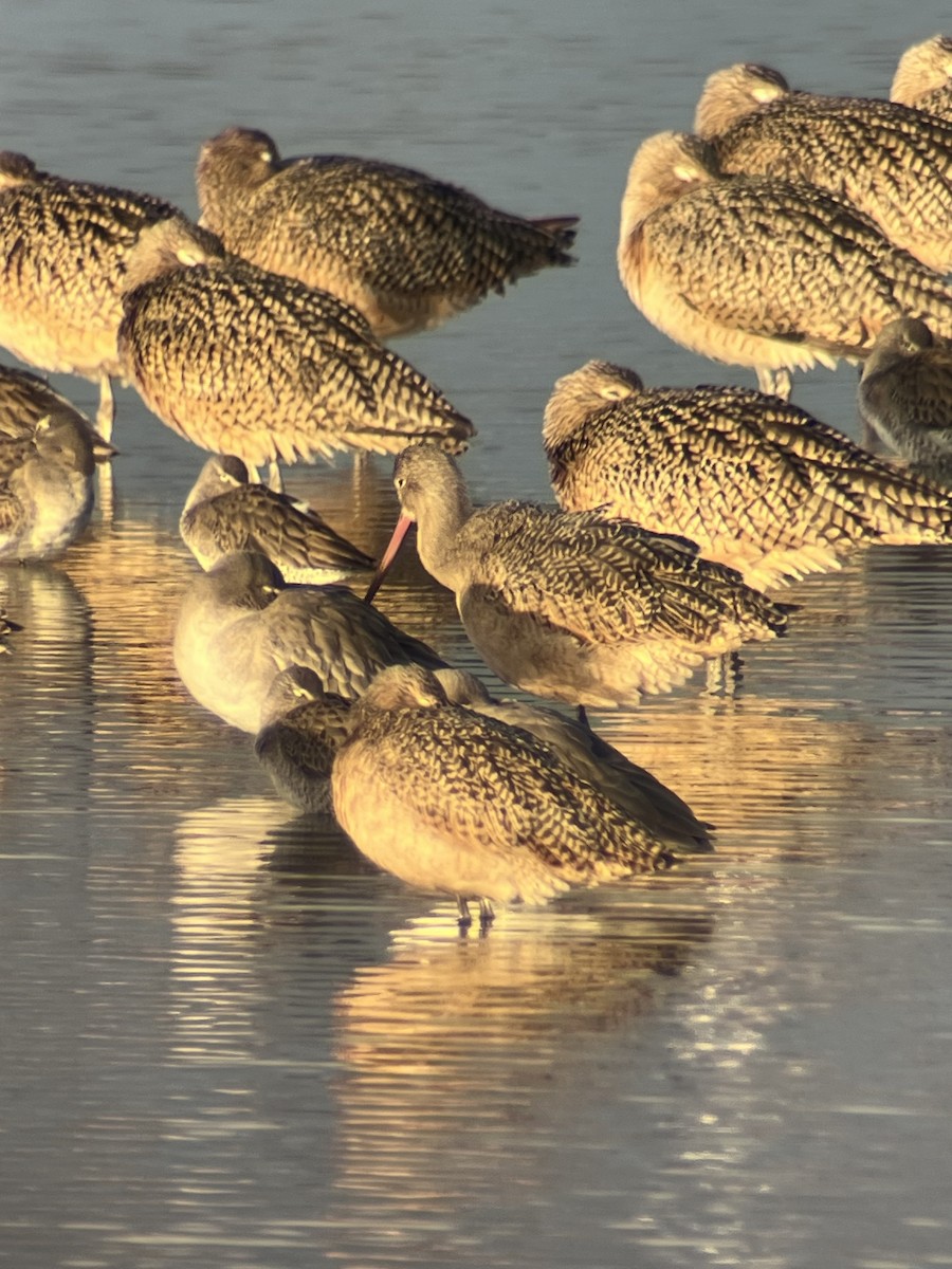Long-billed Curlew - ML647570131