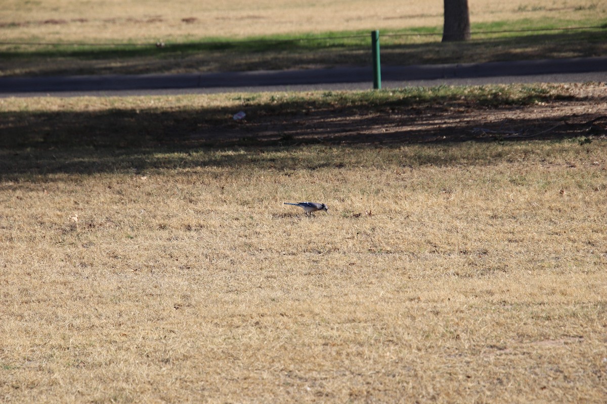 sojka chocholatá - ML647570153