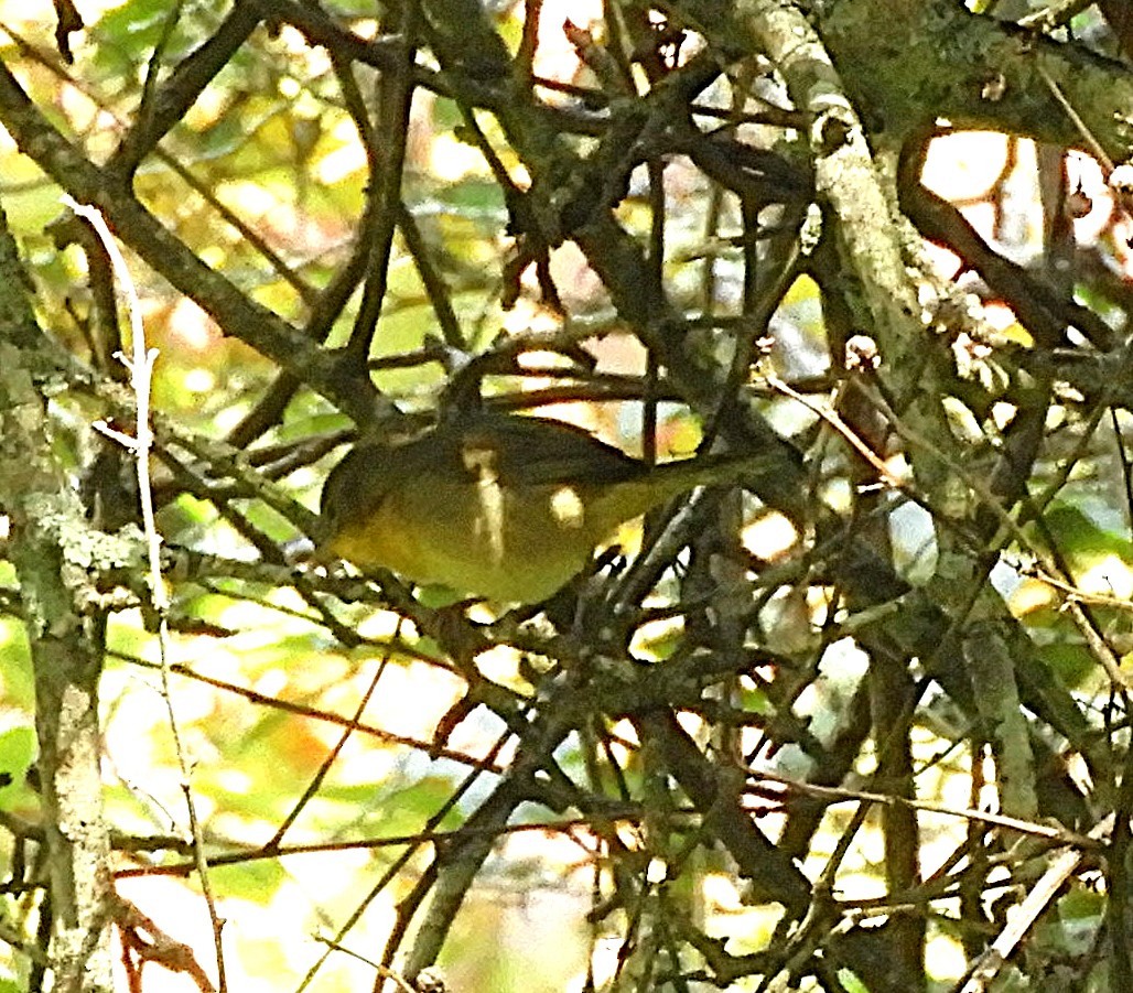 Common Yellowthroat - ML647570177