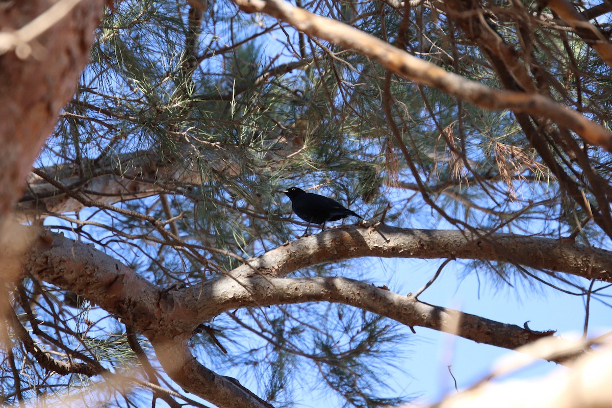 Трупіалець пурпуровий - ML647570181