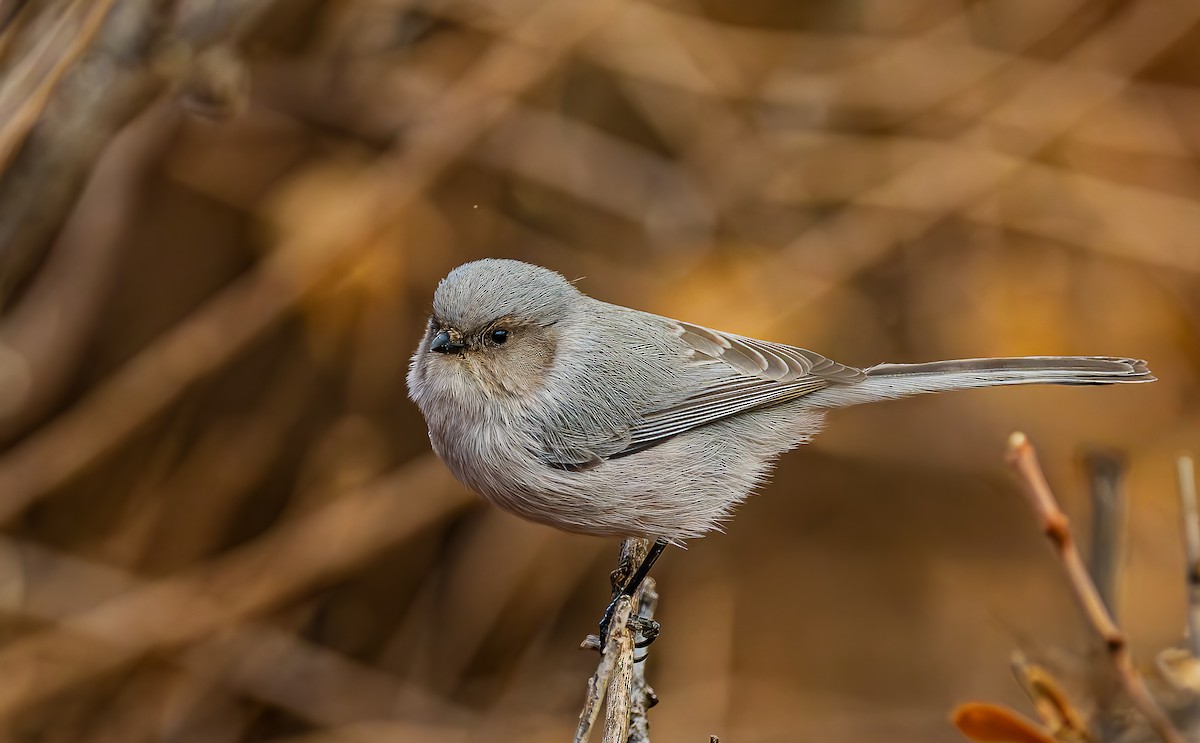 Серый ополовничек - ML647570188