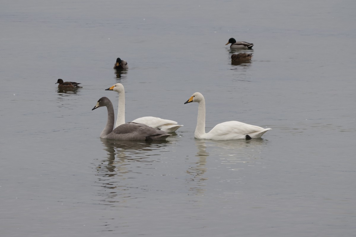 オオハクチョウ - ML647570206
