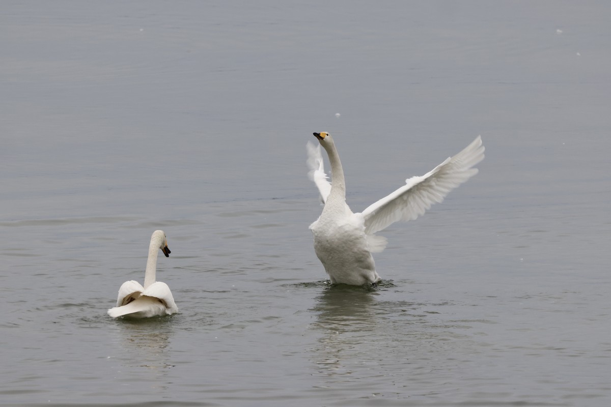 オオハクチョウ - ML647570213