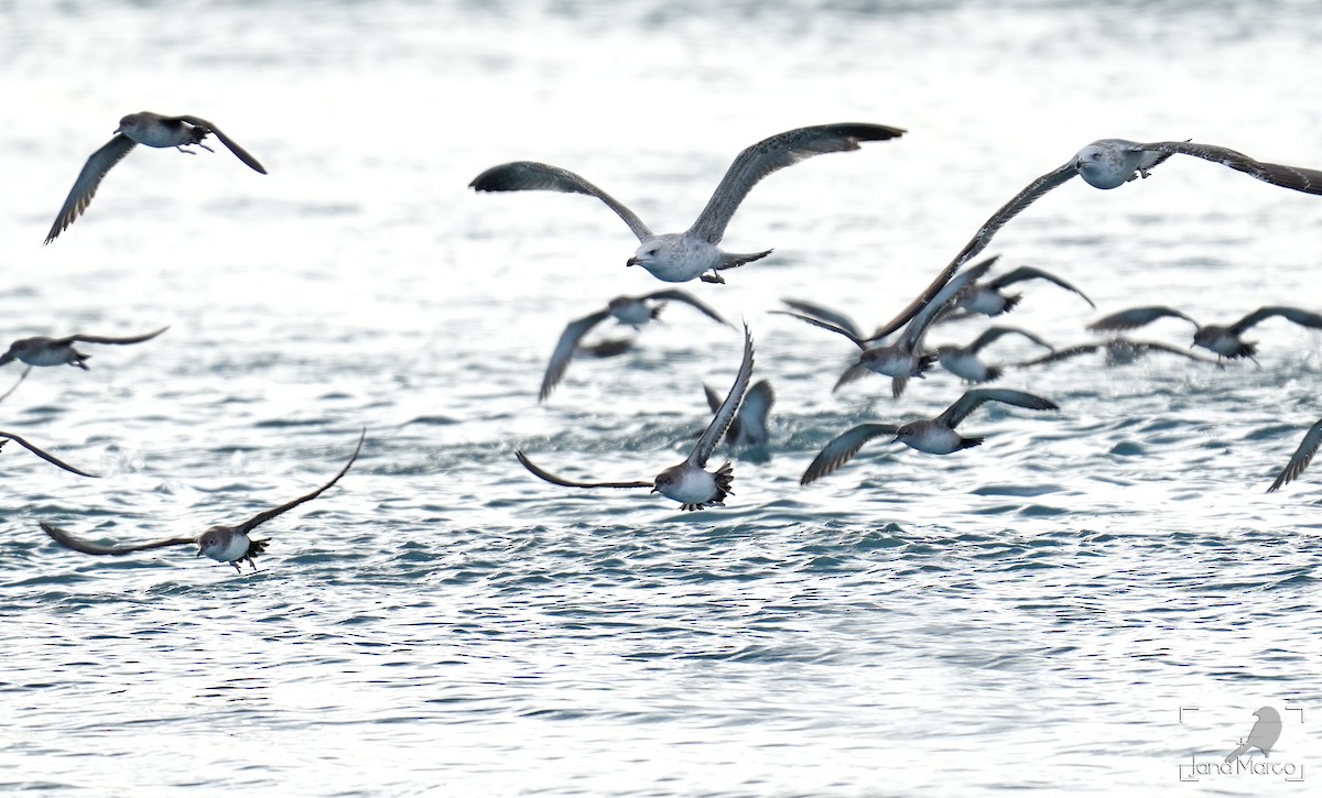 Balearic Shearwater - ML647570221