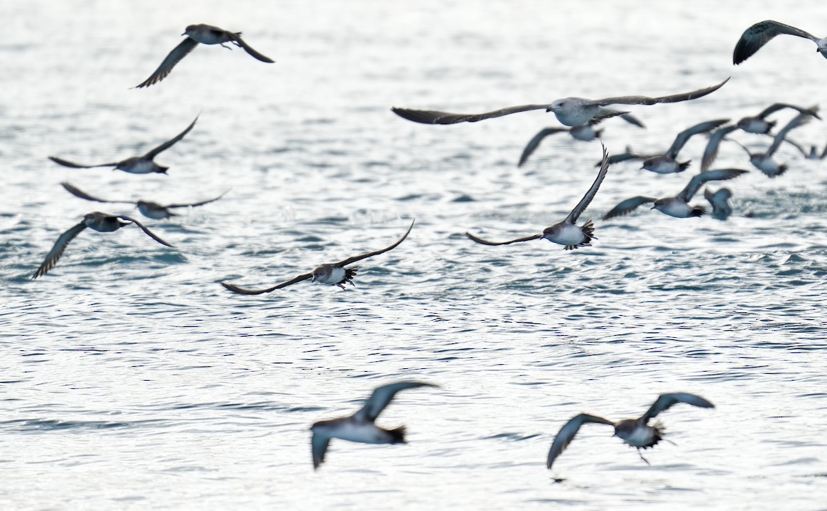 Balearic Shearwater - ML647570222