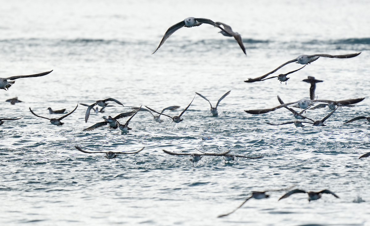 Balearic Shearwater - ML647570223