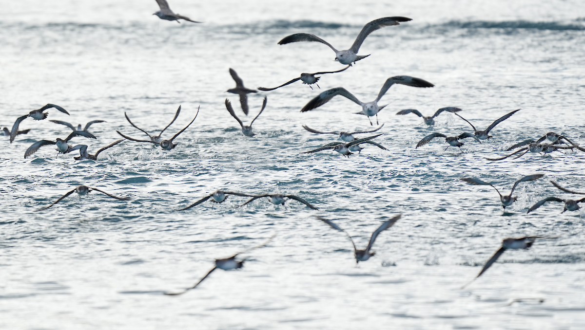 Balearic Shearwater - ML647570224