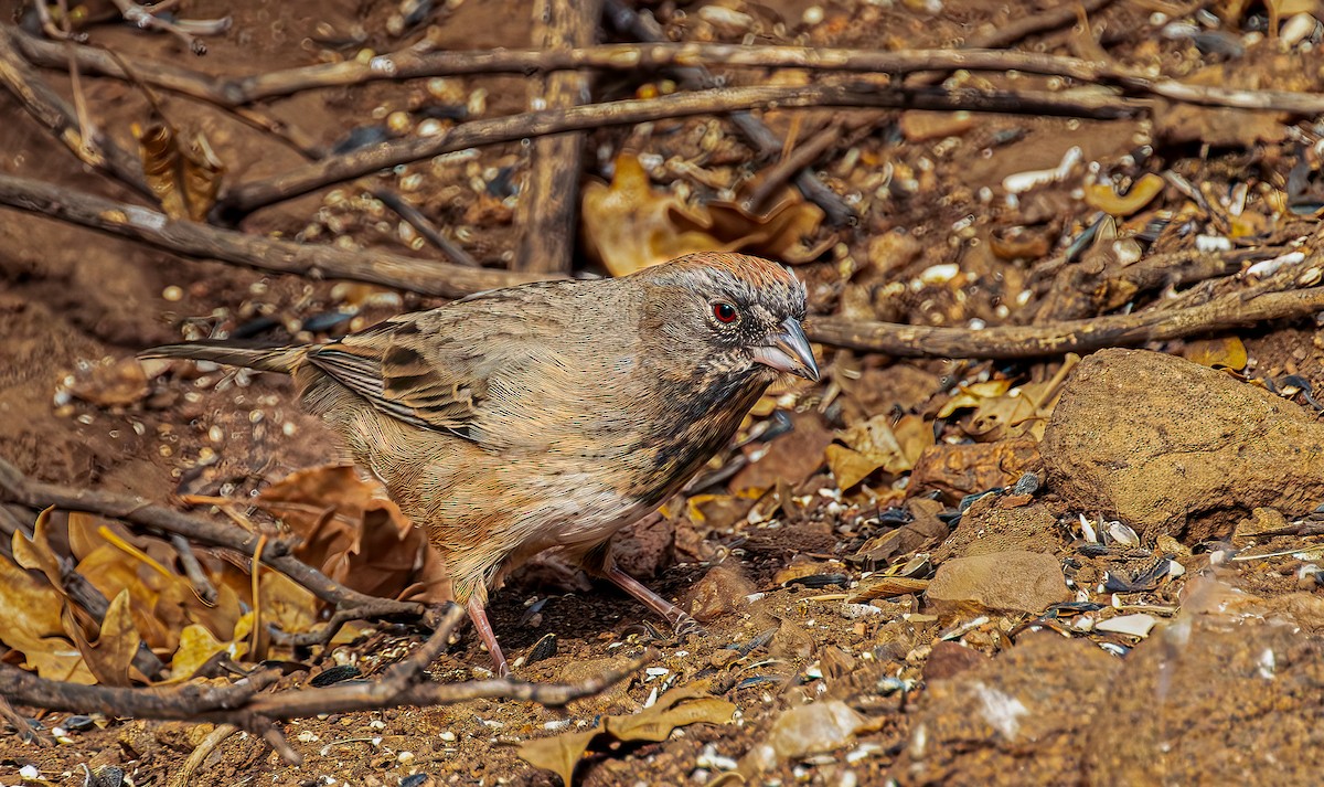 Бурый тохи x Пятнистый тохи (гибрид) - ML647570231