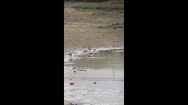 peep sp. - ML647570255