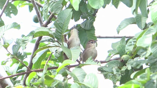 Rufous-fronted Thornbird - ML647570260