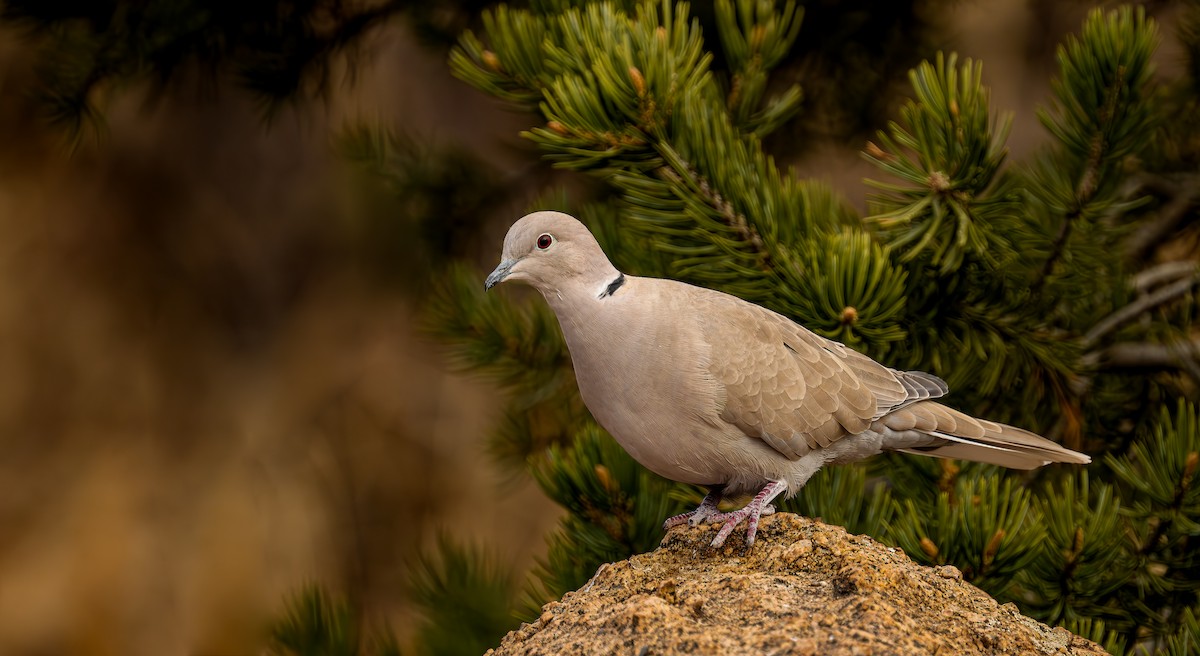 Кольчатая горлица - ML647570263