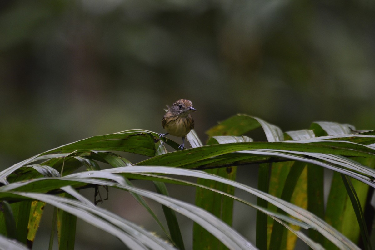 Spot-crowned Antvireo - ML647570278