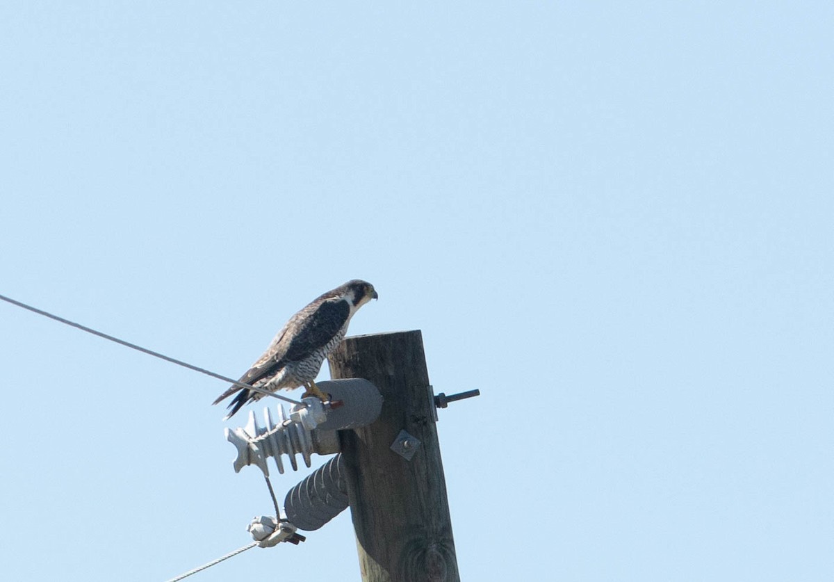 Peregrine Falcon - ML647570279