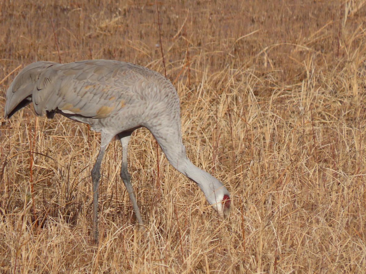 Sandhill Crane - ML647570281