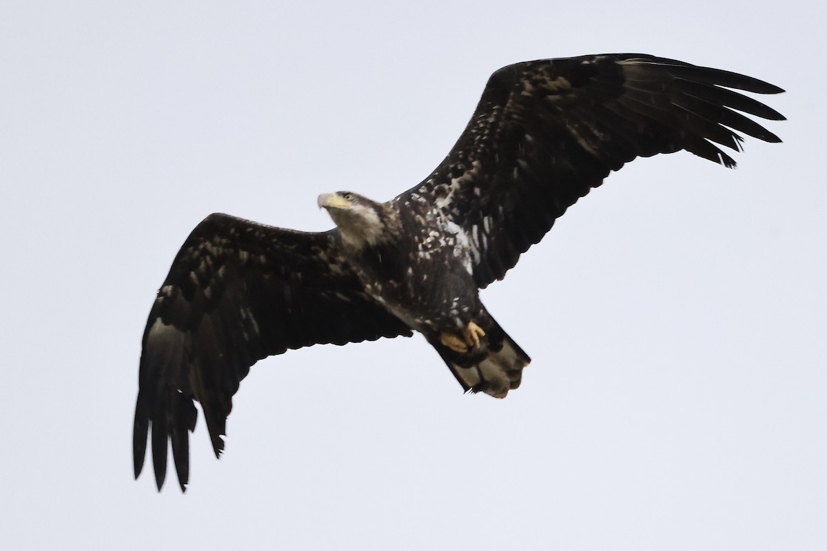 Golden Eagle - ML647570282