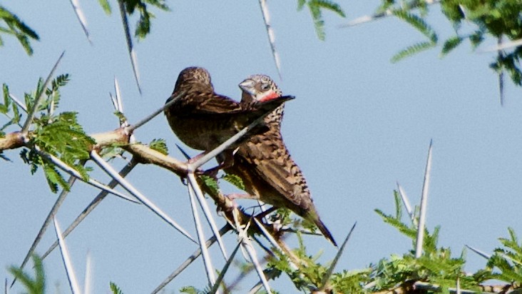 Cut-throat - ML647570283