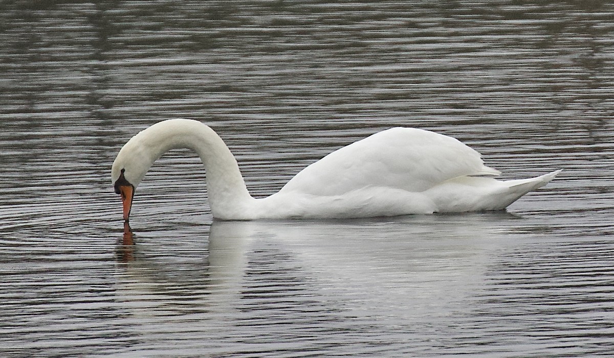 Mute Swan - ML647570284