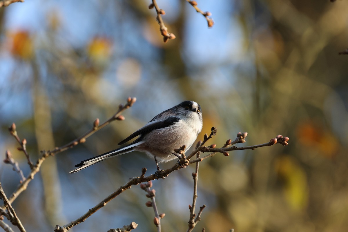 Long-tailed Tit - ML647570285