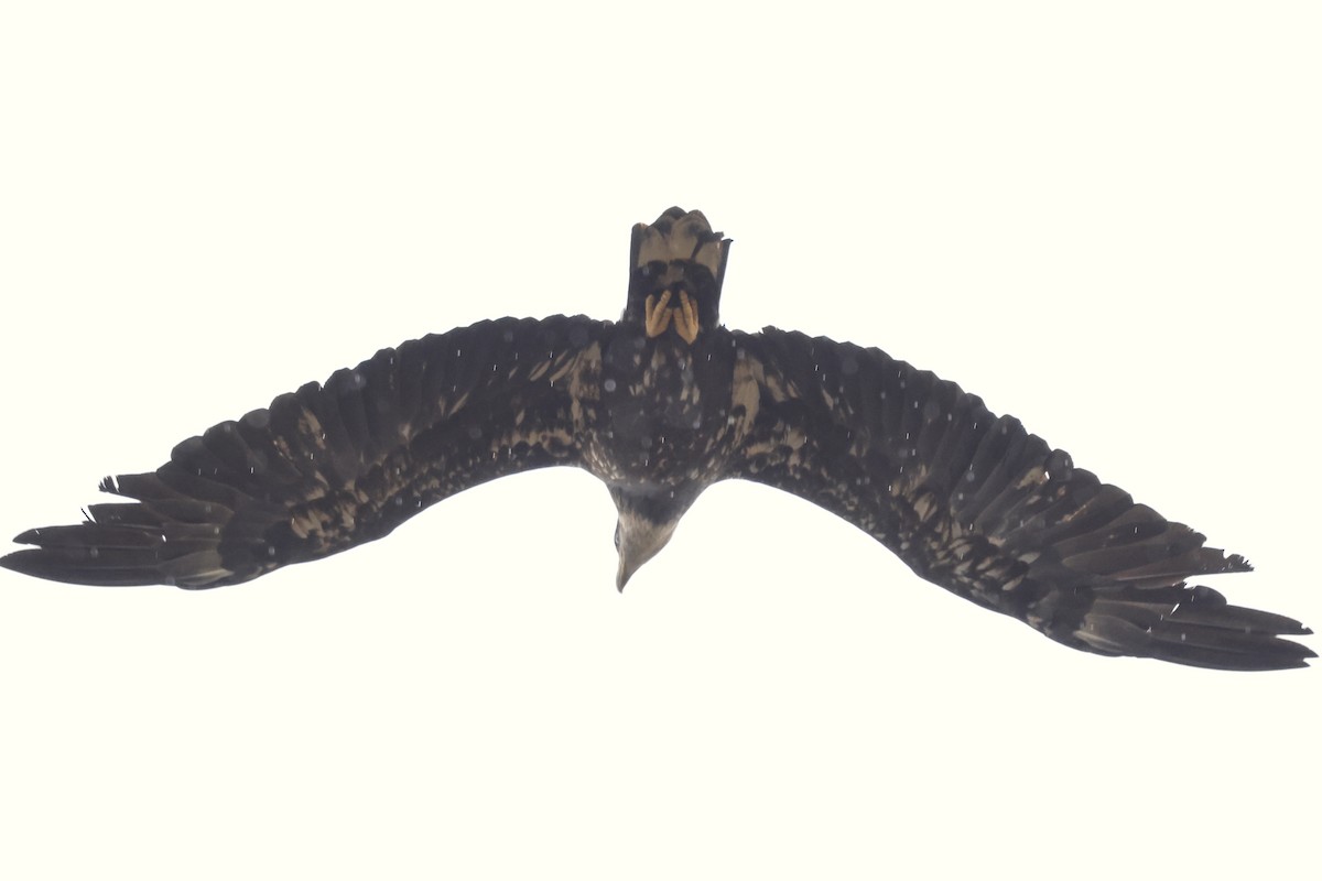 Golden Eagle - ML647570286