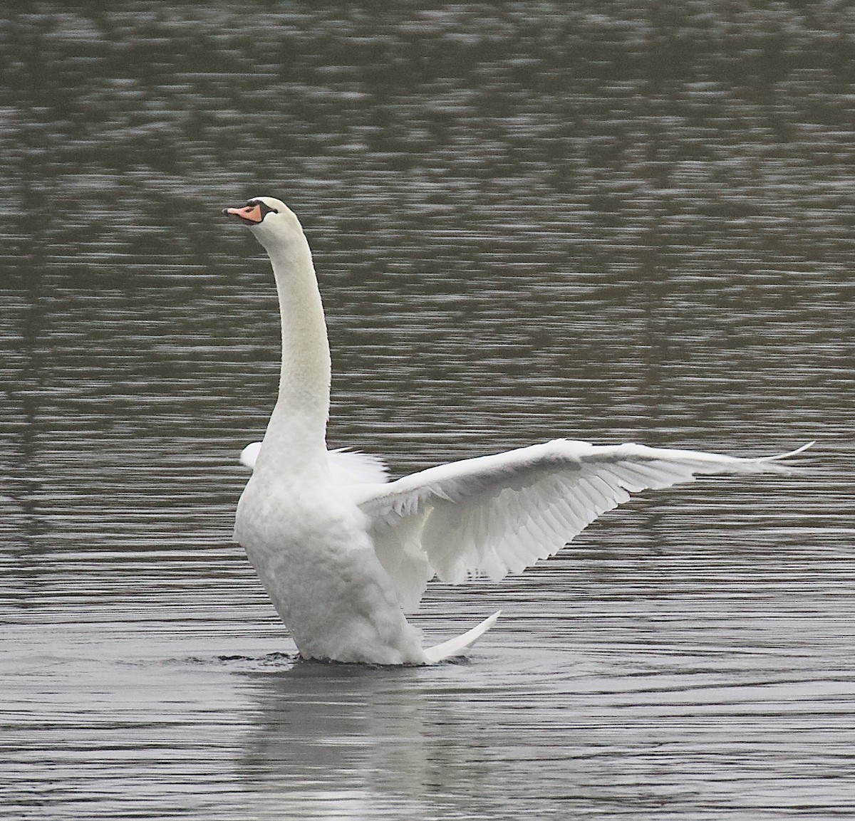 Mute Swan - ML647570287