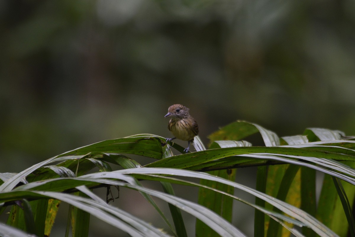 Spot-crowned Antvireo - ML647570288