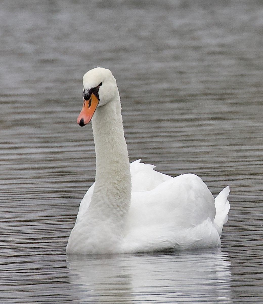 Mute Swan - ML647570289
