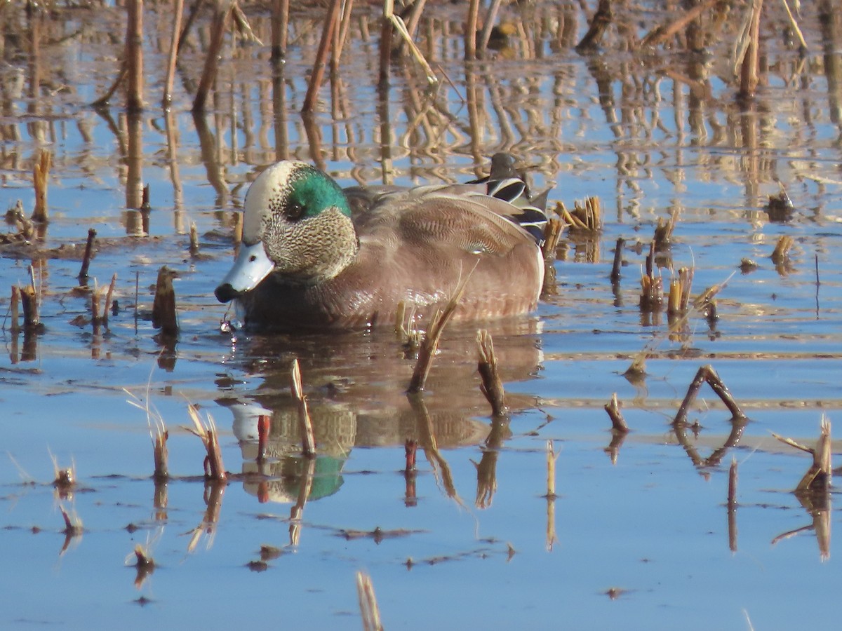 American Wigeon - ML647570290