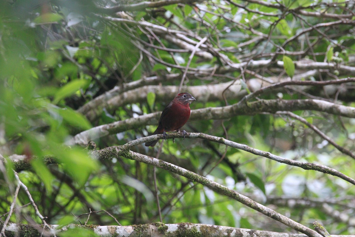 Red-crested Finch - ML647570291