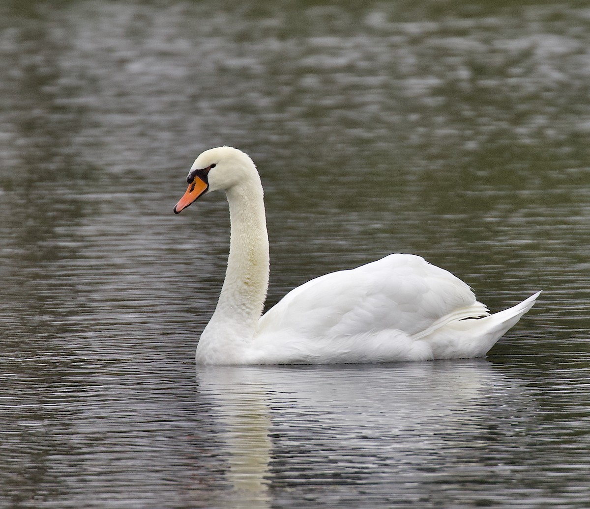 Mute Swan - ML647570292