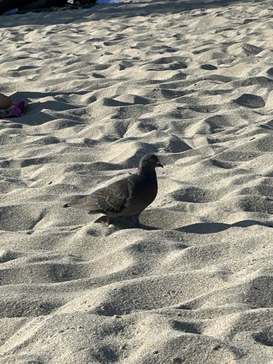 Rock Pigeon (Feral Pigeon) - ML647570294