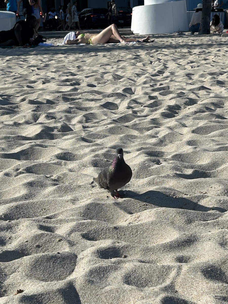 Rock Pigeon (Feral Pigeon) - ML647570295