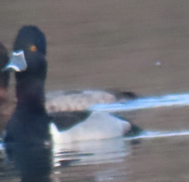 Ring-necked Duck - ML647570298