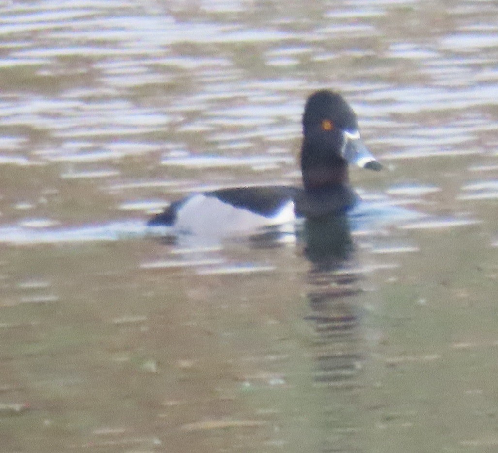Ring-necked Duck - ML647570299