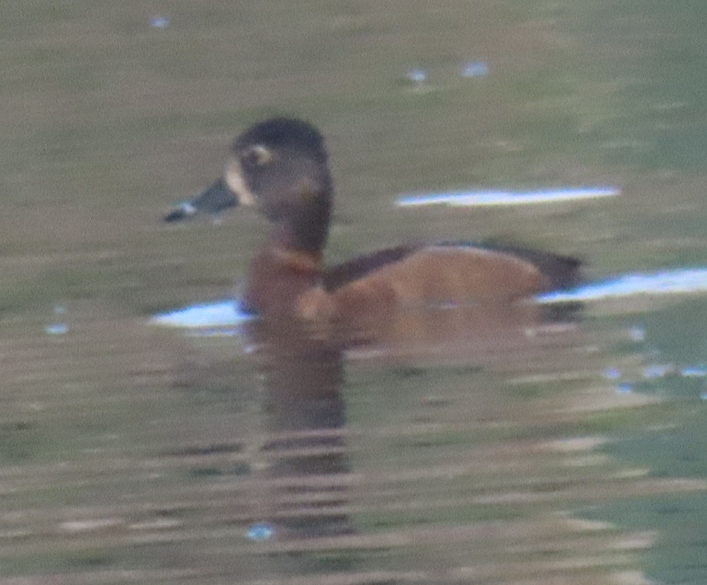 Ring-necked Duck - ML647570300
