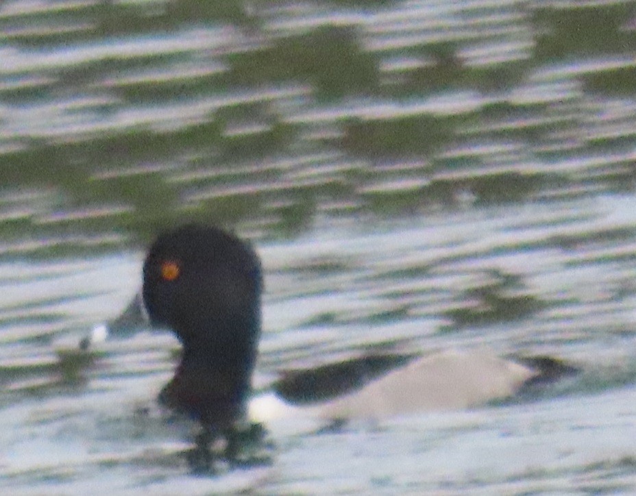 Ring-necked Duck - ML647570302