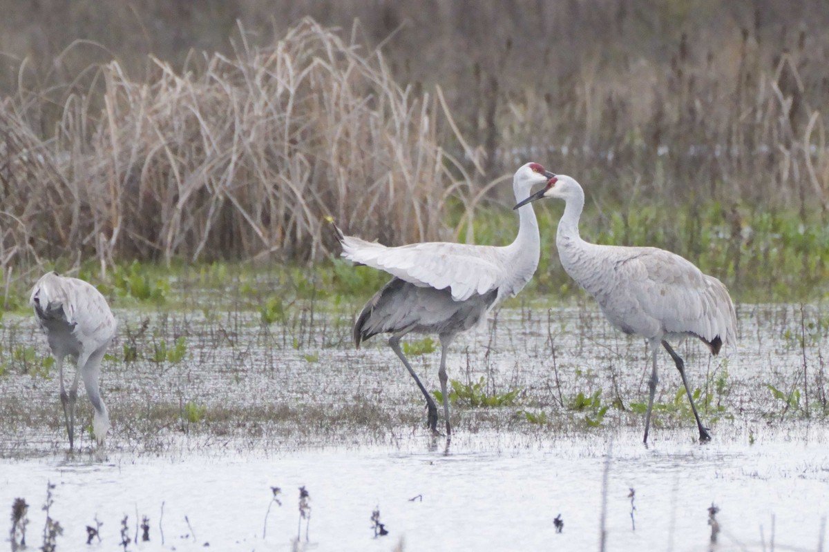 Sandhill Crane - ML647570303