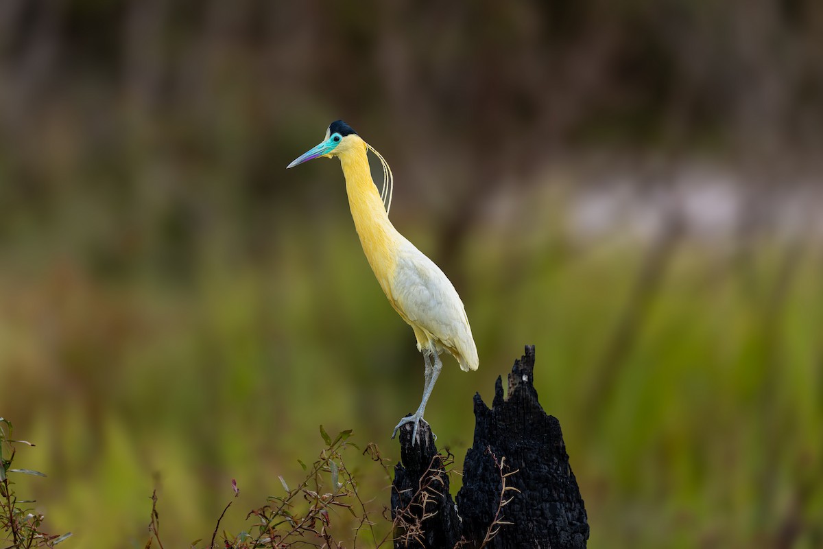 Capped Heron - ML647570304