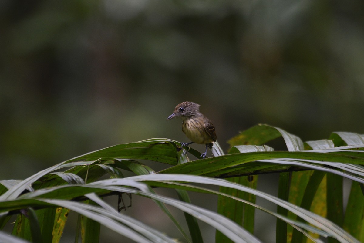 Spot-crowned Antvireo - ML647570305