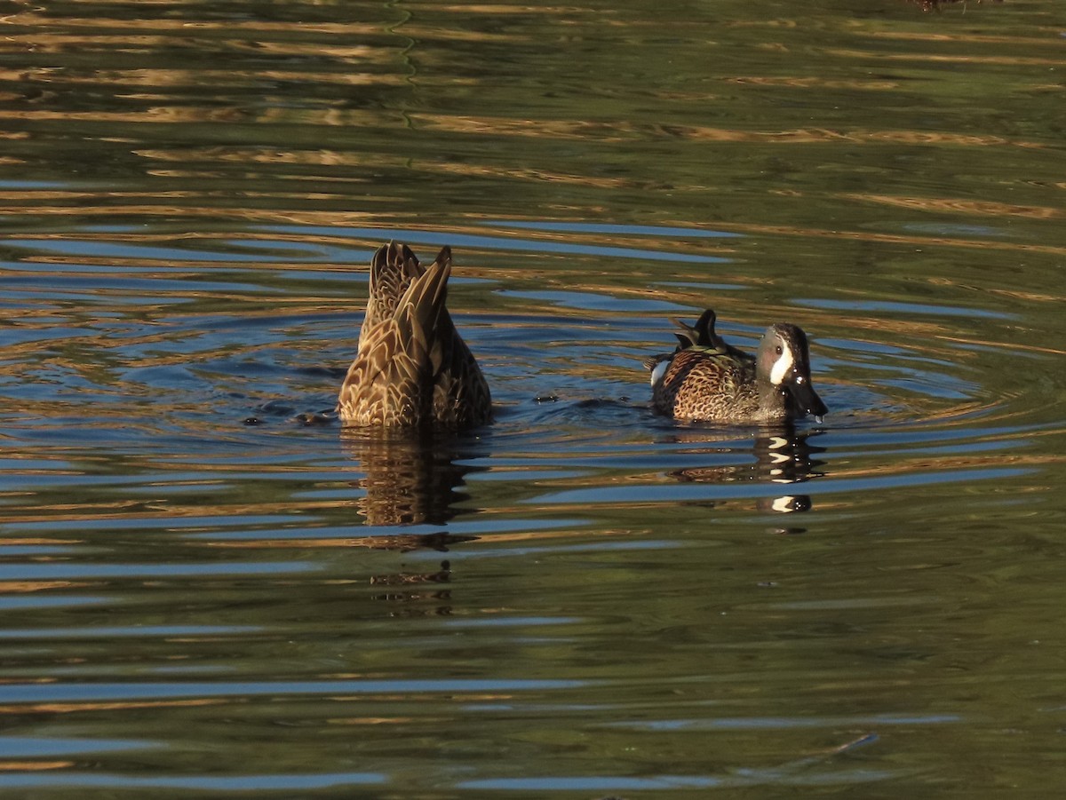 Blue-winged Teal - ML647570307