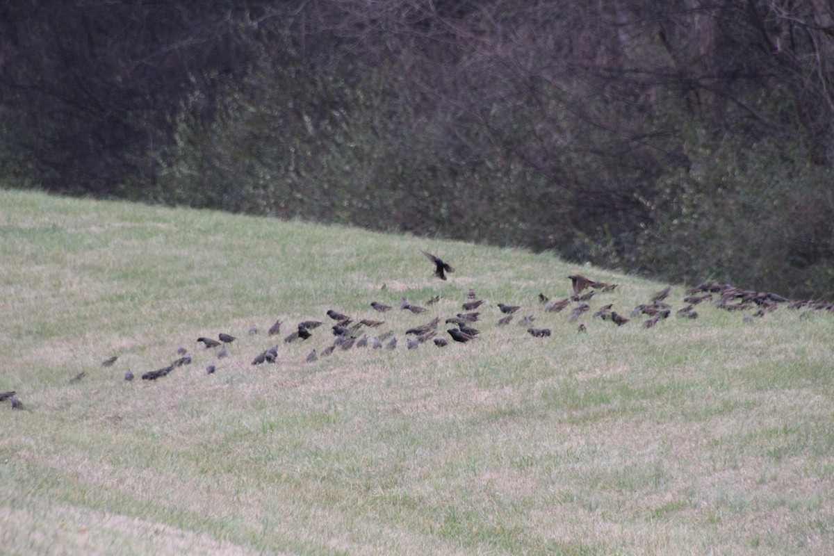 European Starling - ML647570310