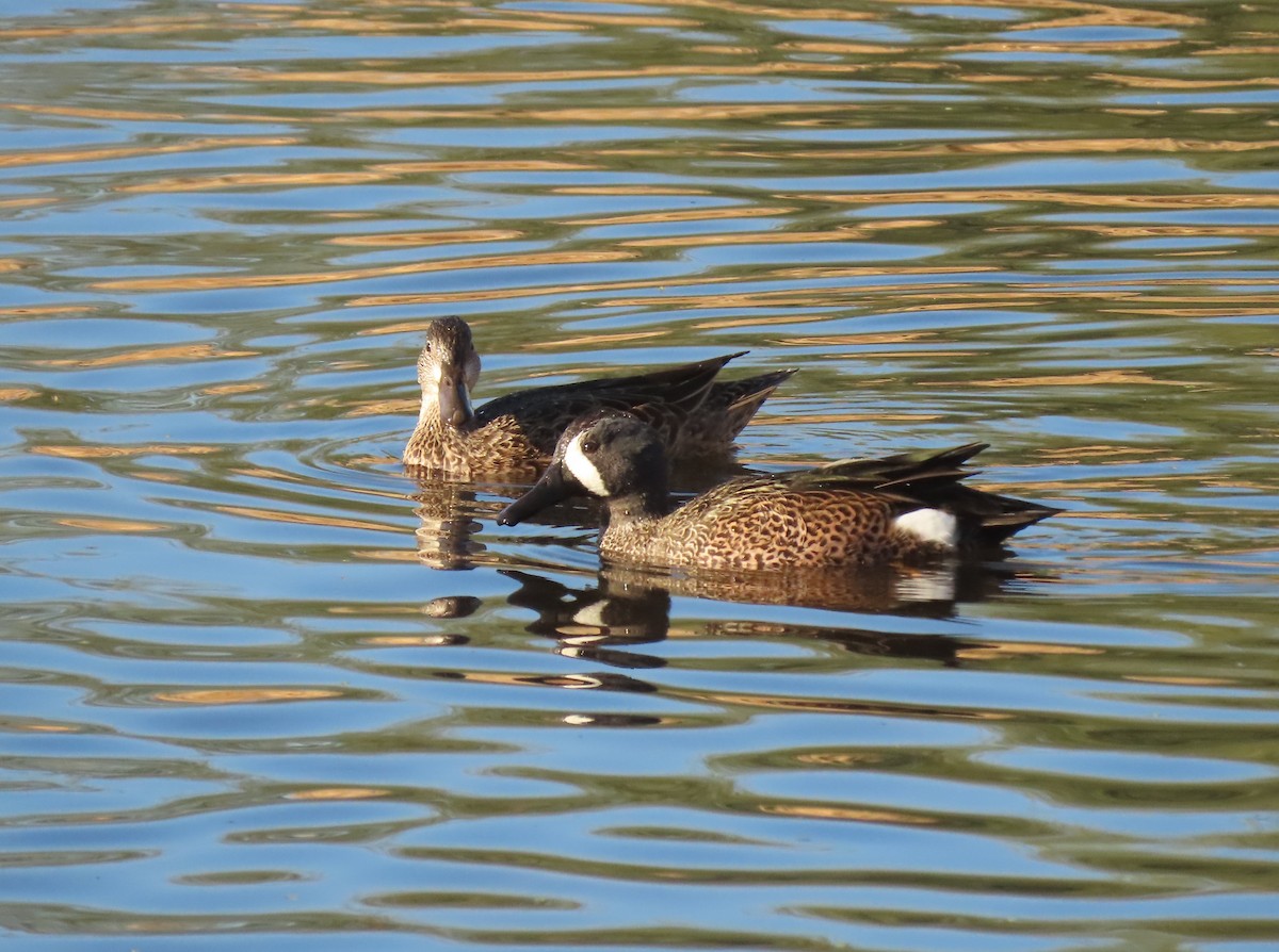 Blue-winged Teal - ML647570311