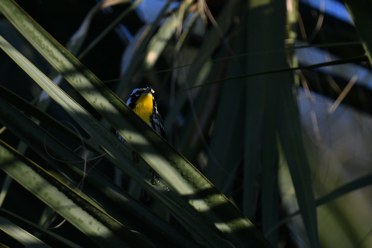 Yellow-throated Warbler - ML647570312