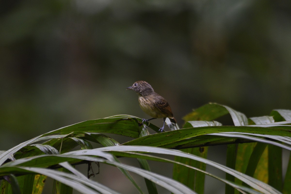 Spot-crowned Antvireo - ML647570319