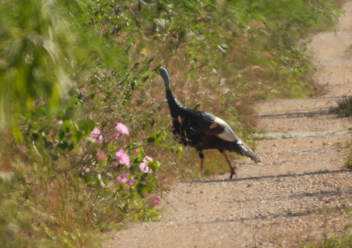 Ocellated Turkey - ML647570334