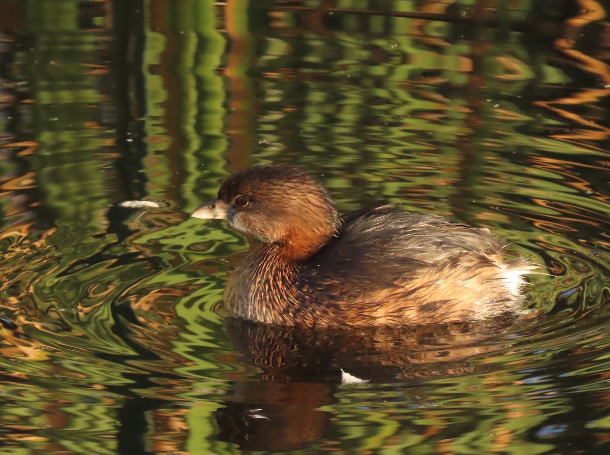 Pied-billed Grebe - ML647570335